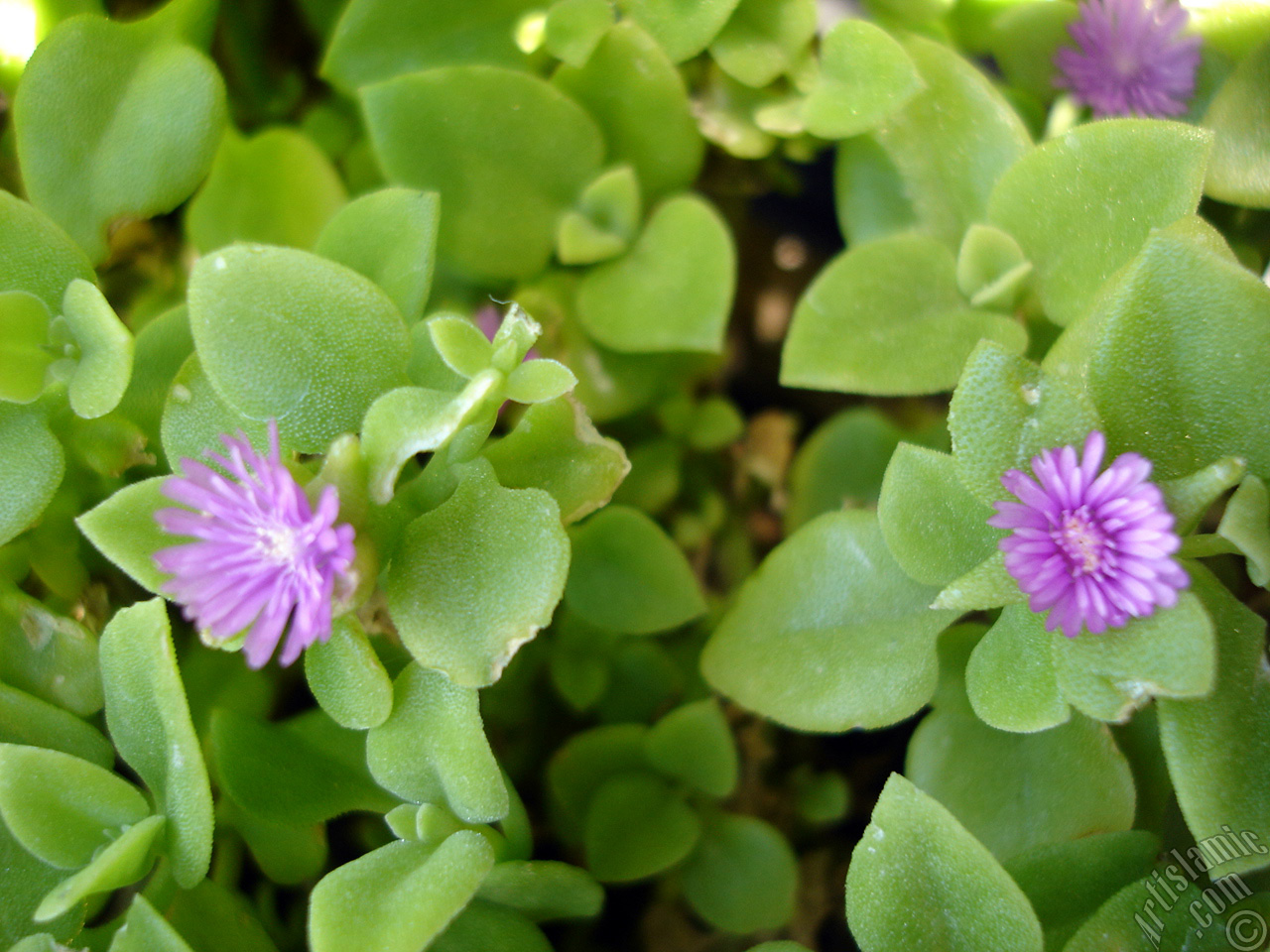 Heartleaf Iceplant -Baby Sun Rose, Rock rose- with pink flowers.
