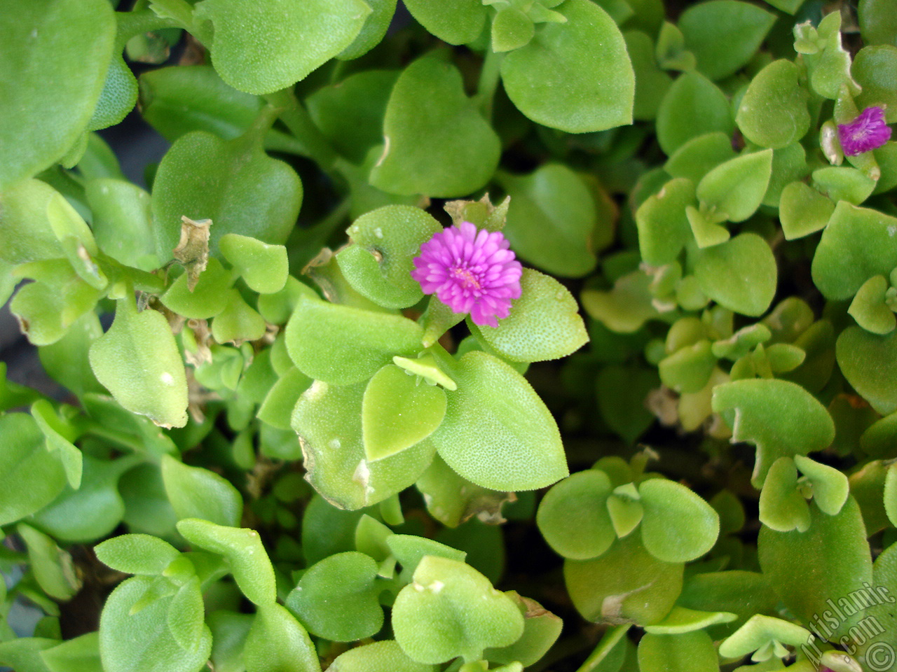 Heartleaf Iceplant -Baby Sun Rose, Rock rose- with pink flowers.
