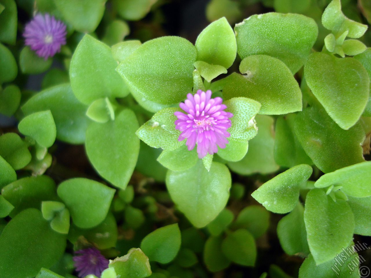 Heartleaf Iceplant -Baby Sun Rose, Rock rose- with pink flowers.
