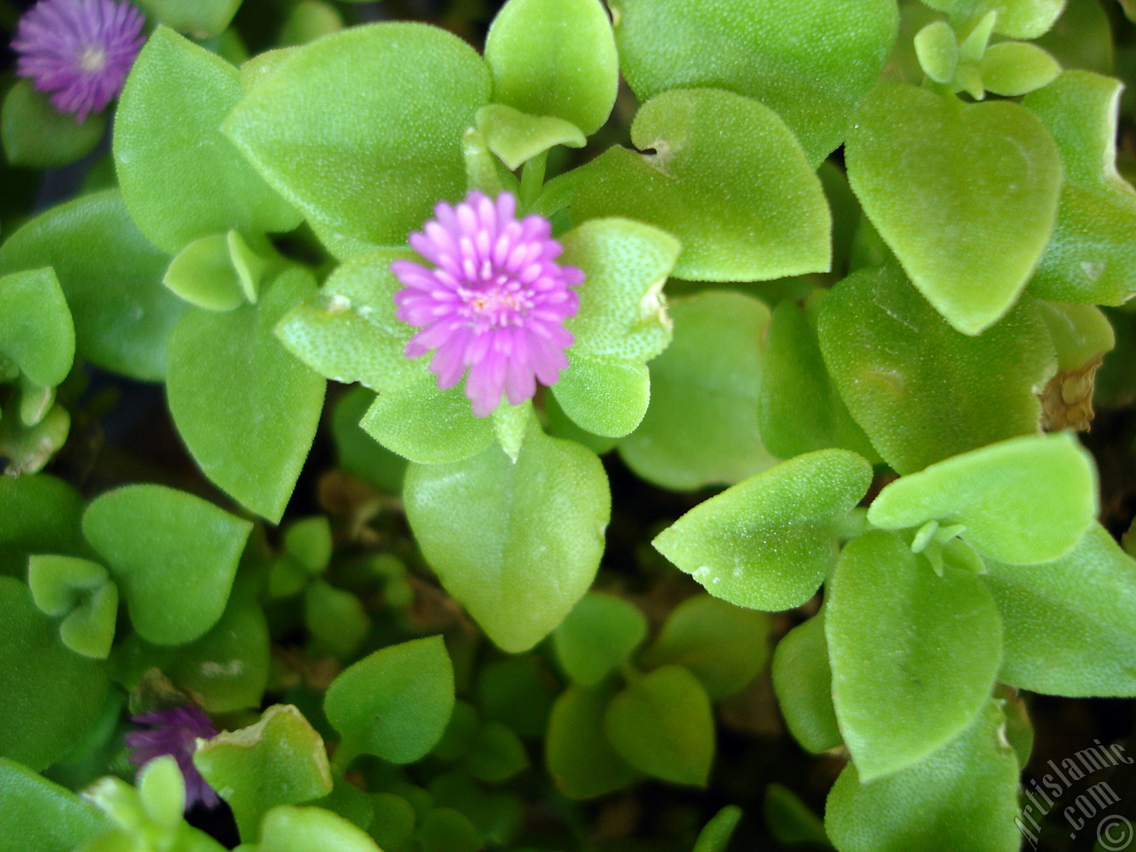 Heartleaf Iceplant -Baby Sun Rose, Rock rose- with pink flowers.
