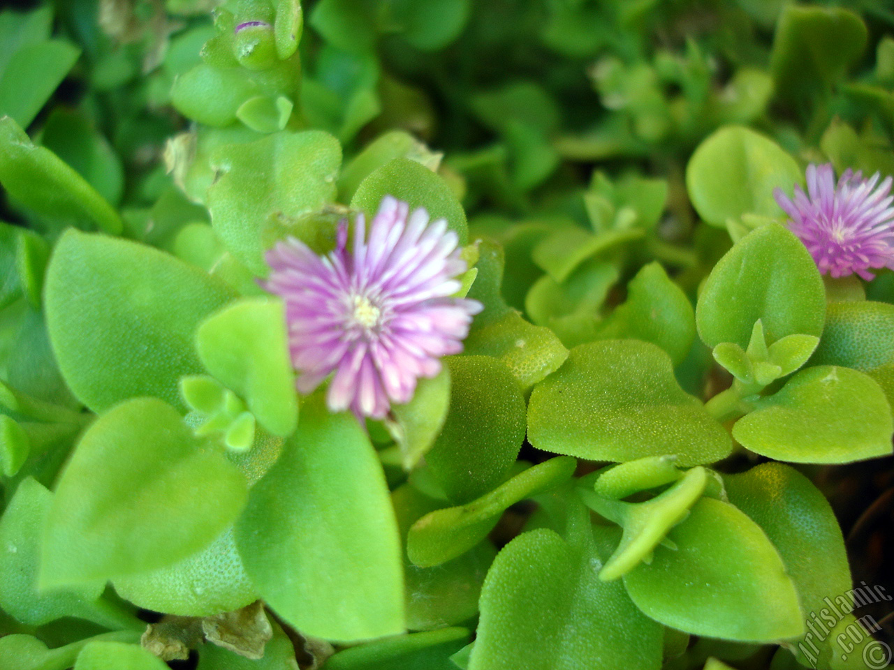 Heartleaf Iceplant -Baby Sun Rose, Rock rose- with pink flowers.
