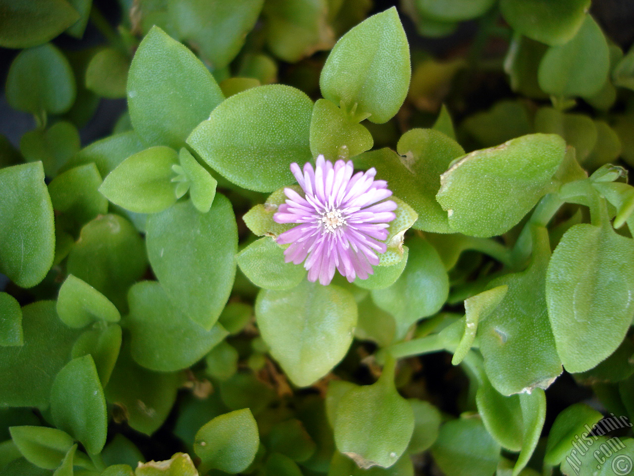 Heartleaf Iceplant -Baby Sun Rose, Rock rose- with pink flowers.
