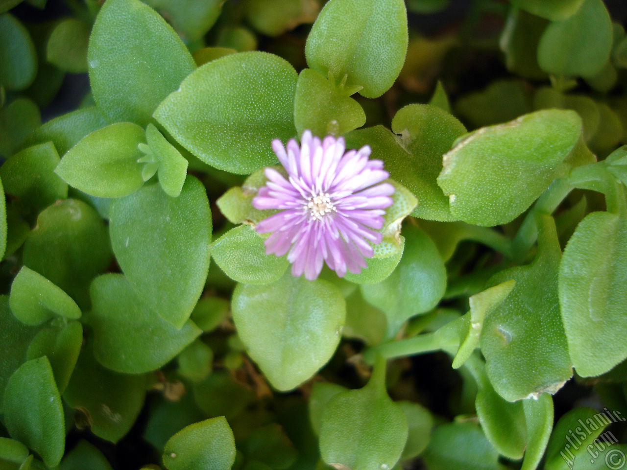 Heartleaf Iceplant -Baby Sun Rose, Rock rose- with pink flowers.
