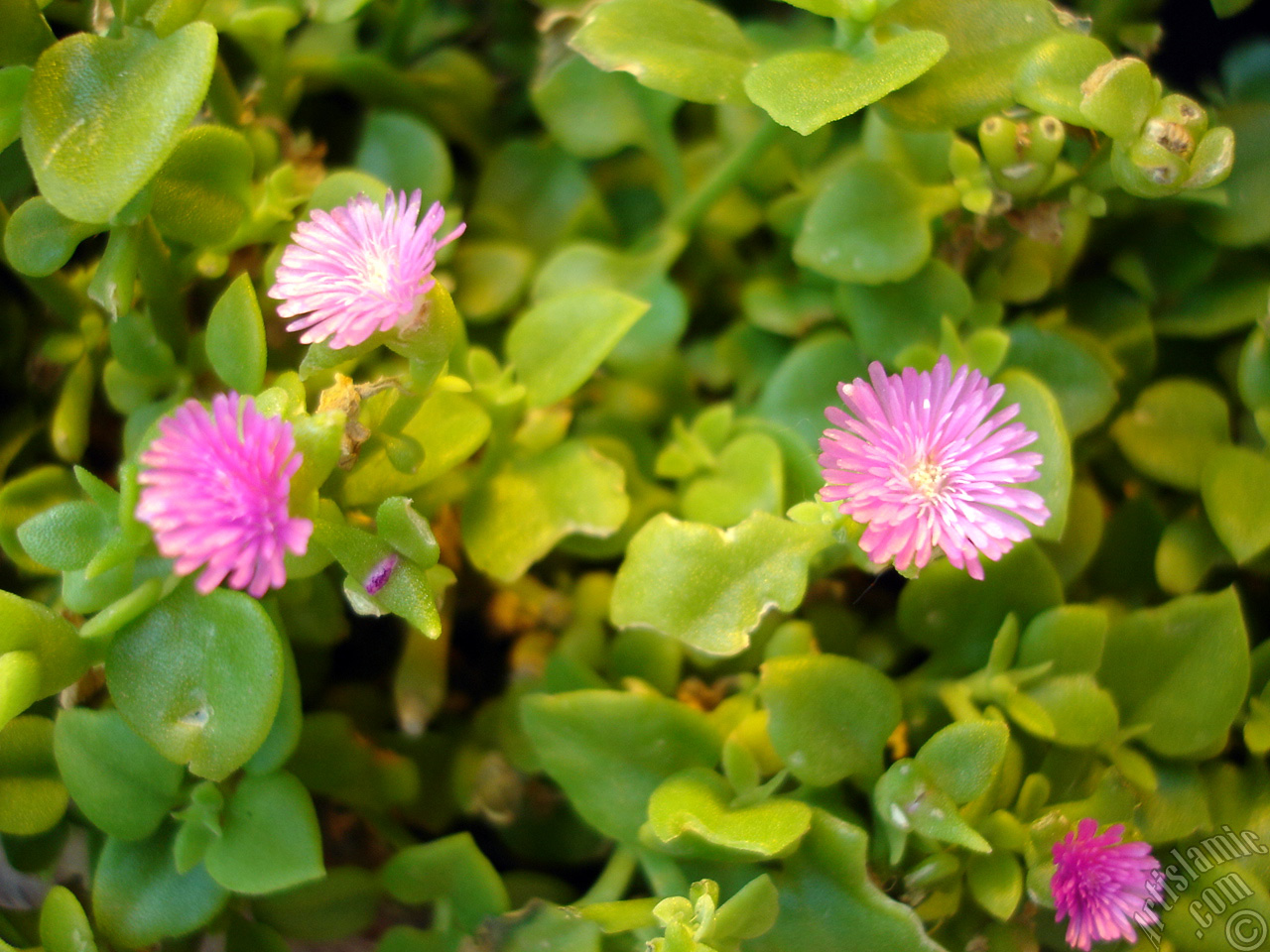 Heartleaf Iceplant -Baby Sun Rose, Rock rose- with pink flowers.
