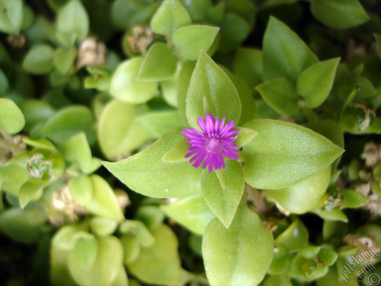 Heartleaf Iceplant -Baby Sun Rose, Rock rose- with pink flowers.
