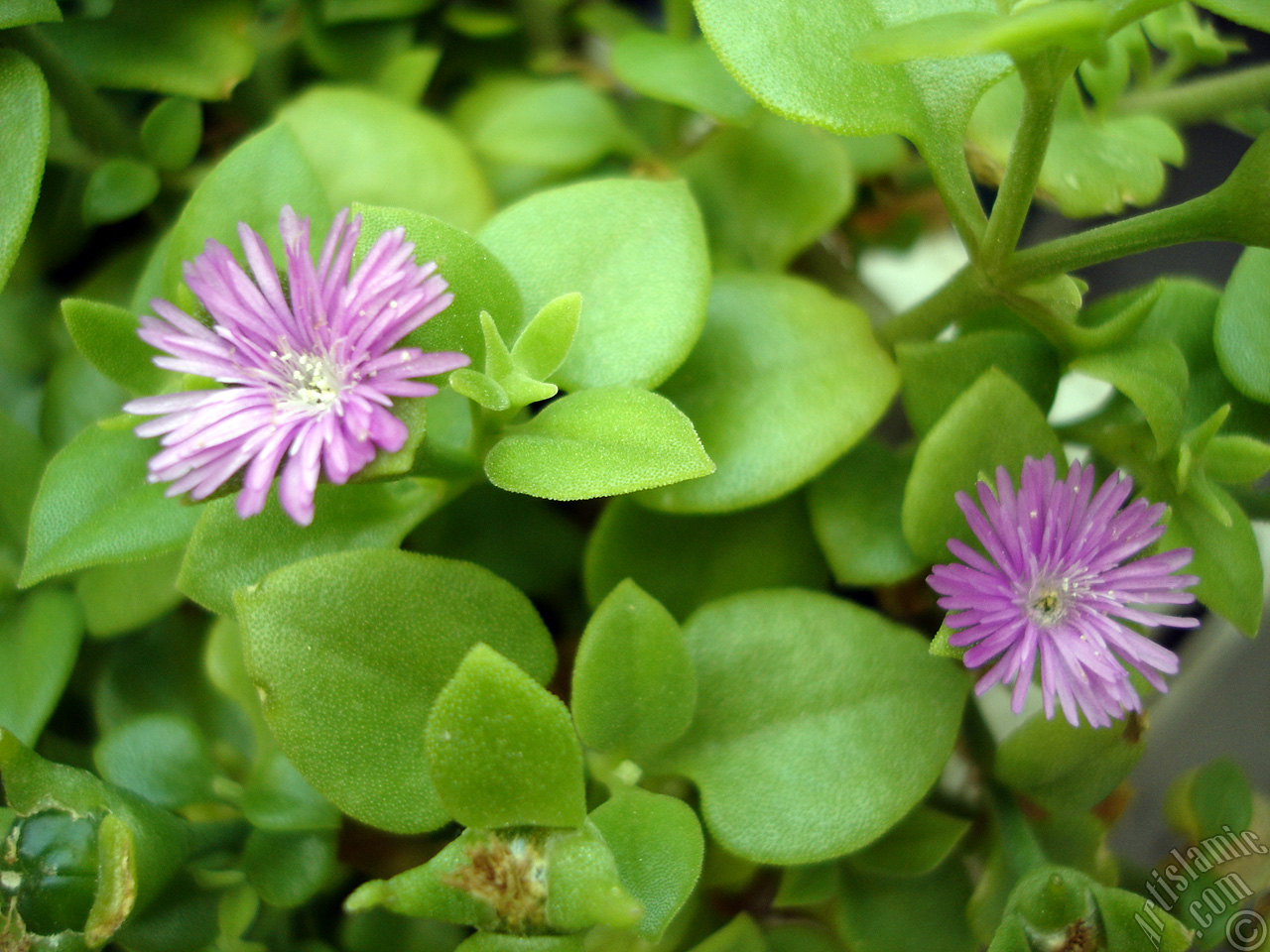Heartleaf Iceplant -Baby Sun Rose, Rock rose- with pink flowers.
