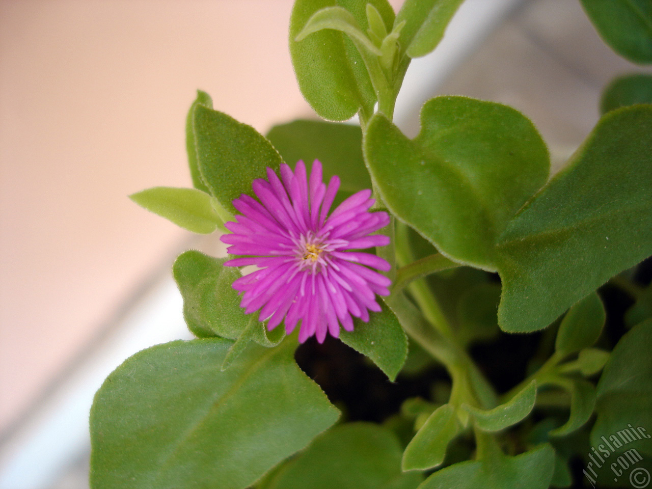 Heartleaf Iceplant -Baby Sun Rose, Rock rose- with pink flowers.
