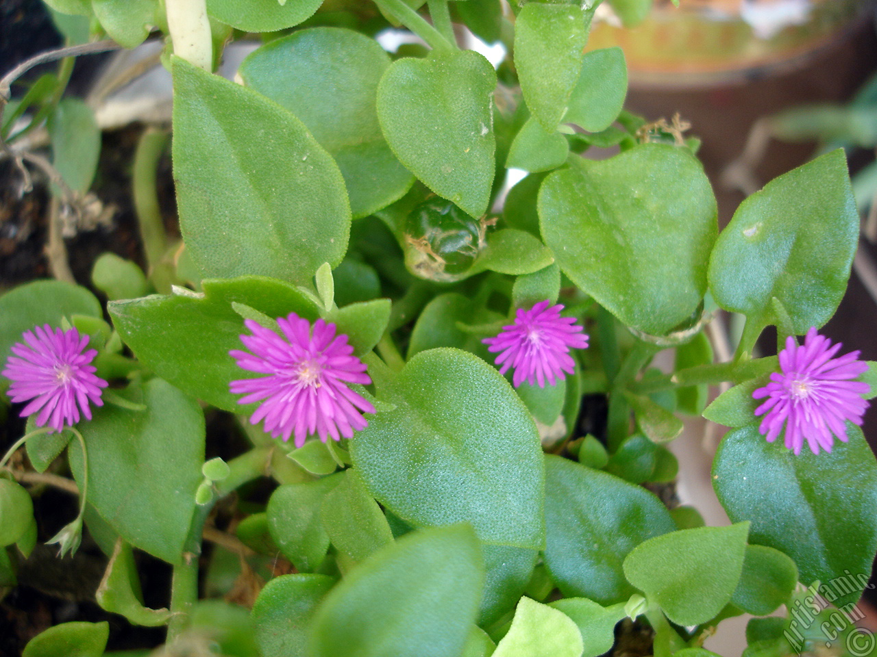 Heartleaf Iceplant -Baby Sun Rose, Rock rose- with pink flowers.
