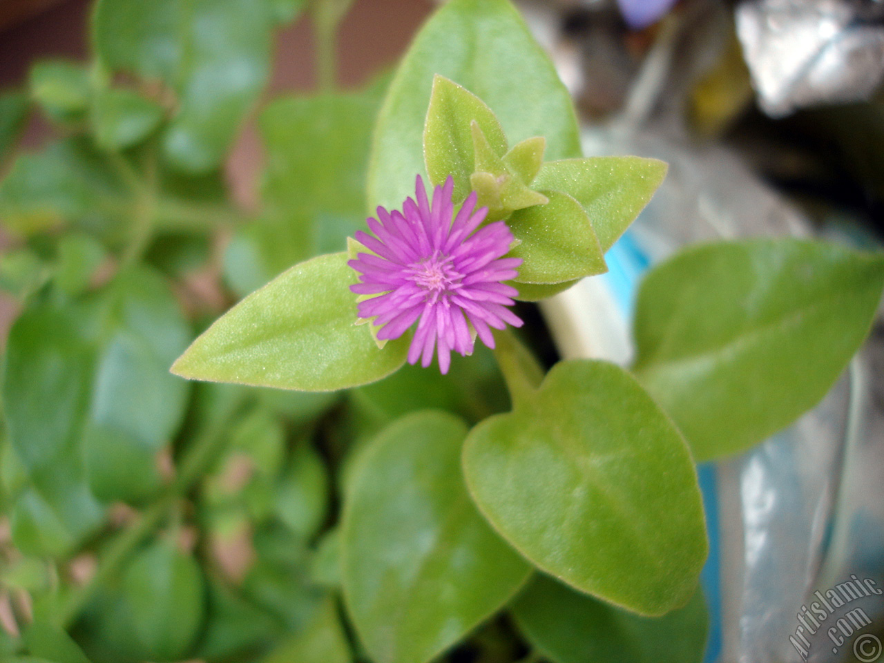 Heartleaf Iceplant -Baby Sun Rose, Rock rose- with pink flowers.
