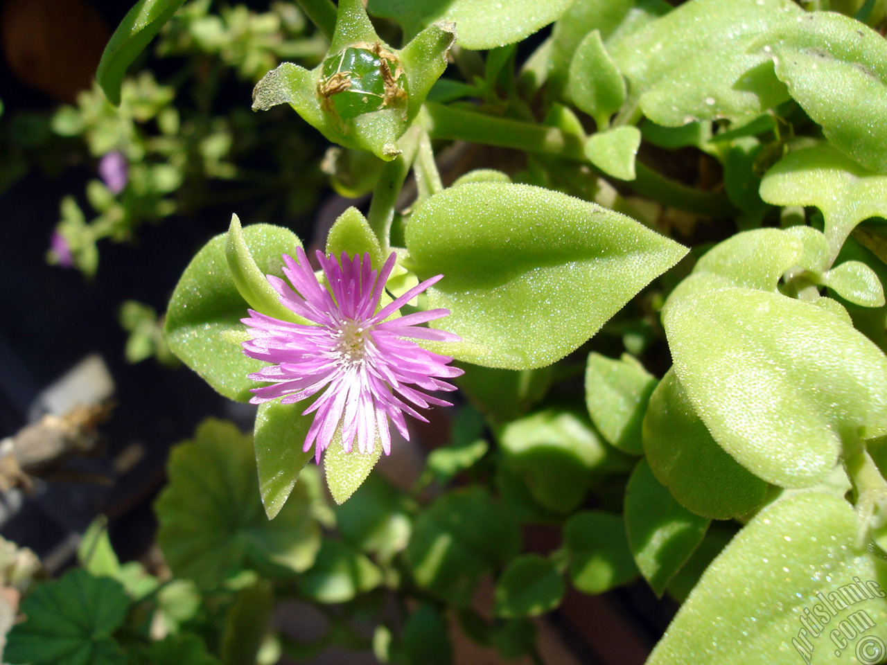 Heartleaf Iceplant -Baby Sun Rose, Rock rose- with pink flowers.
