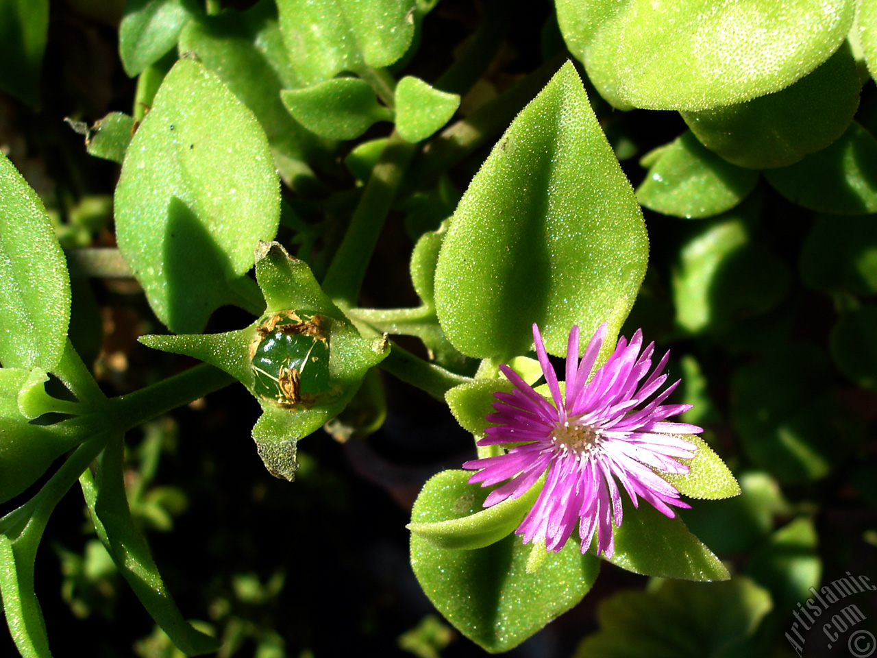 Heartleaf Iceplant -Baby Sun Rose, Rock rose- with pink flowers.

