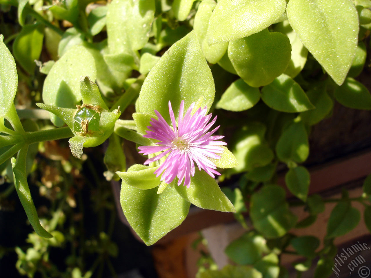 Heartleaf Iceplant -Baby Sun Rose, Rock rose- with pink flowers.
