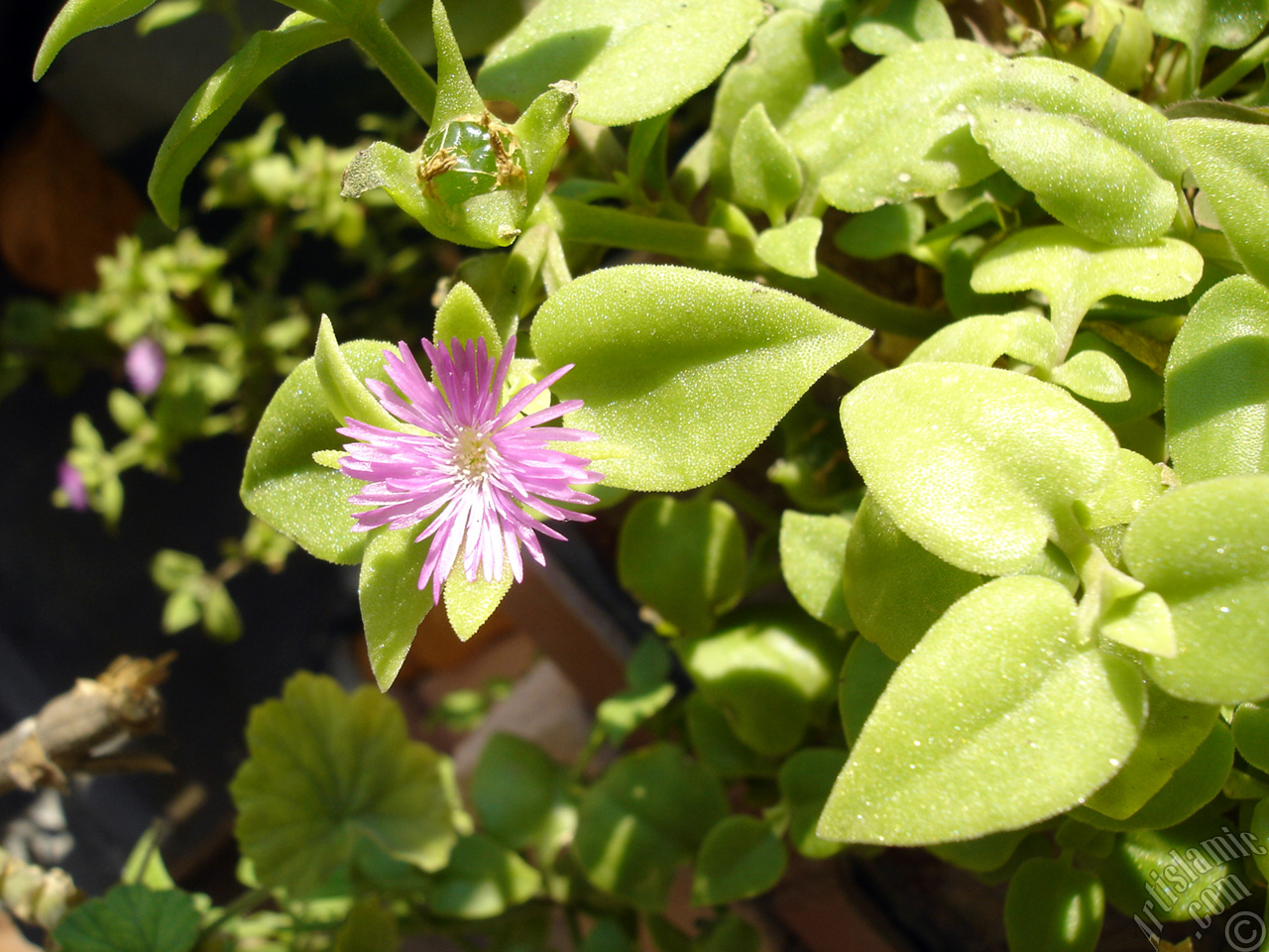 Heartleaf Iceplant -Baby Sun Rose, Rock rose- with pink flowers.
