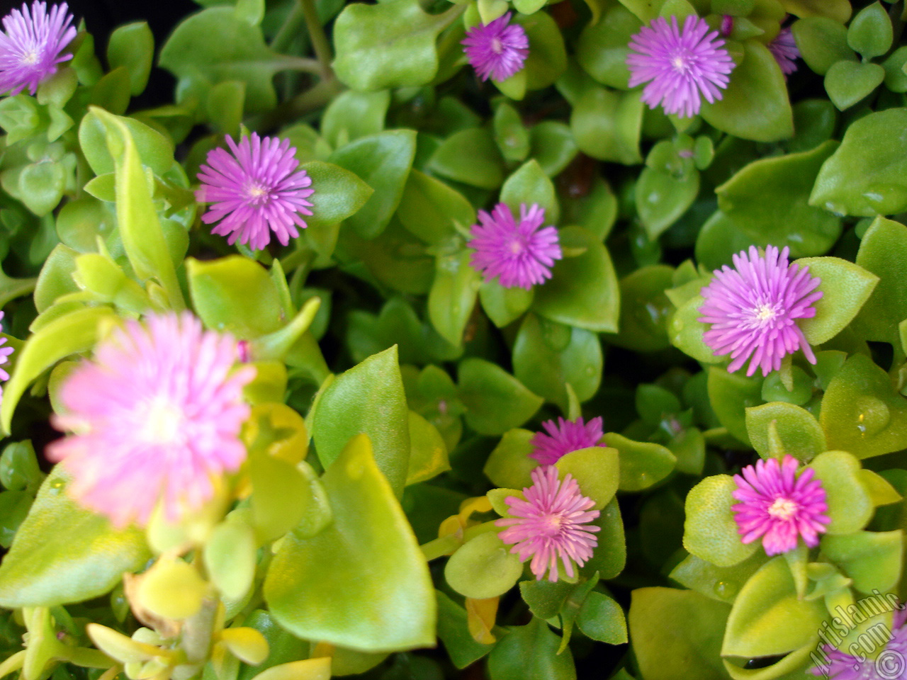 Heartleaf Iceplant -Baby Sun Rose, Rock rose- with pink flowers.
