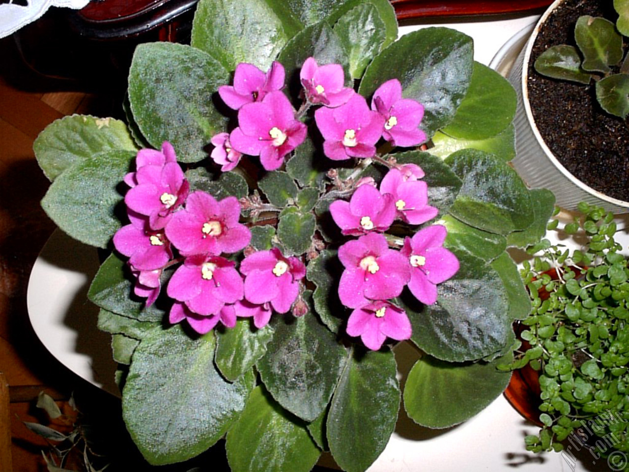 Pink color African violet.
