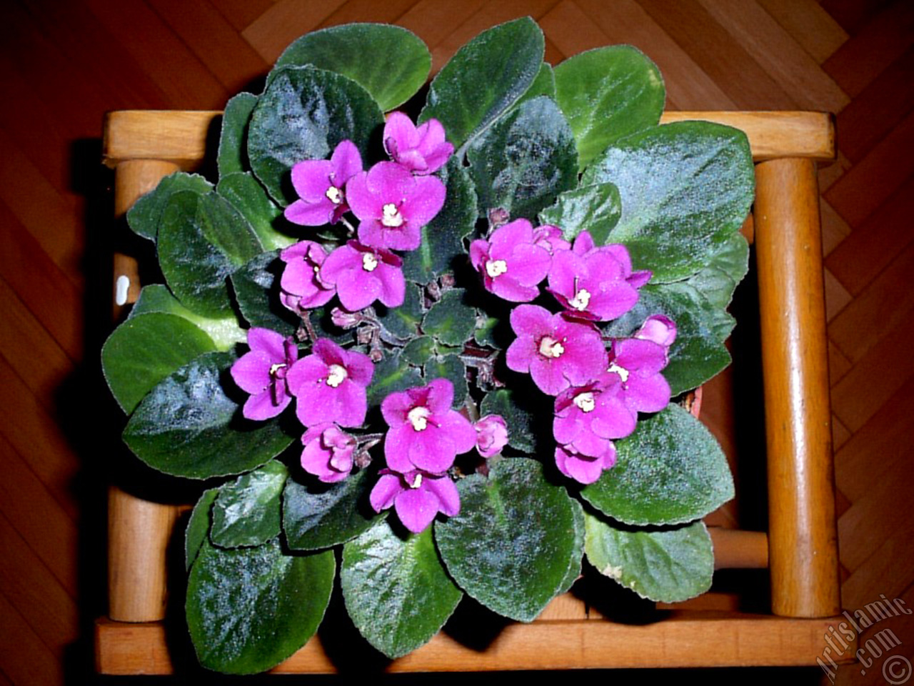 Pink color African violet.

