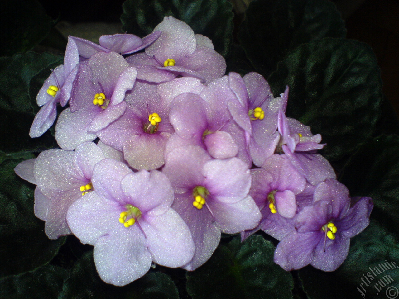Pink color African violet.
