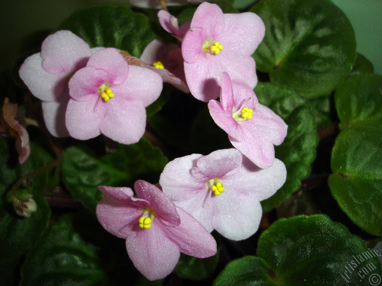 Pink color African violet.
