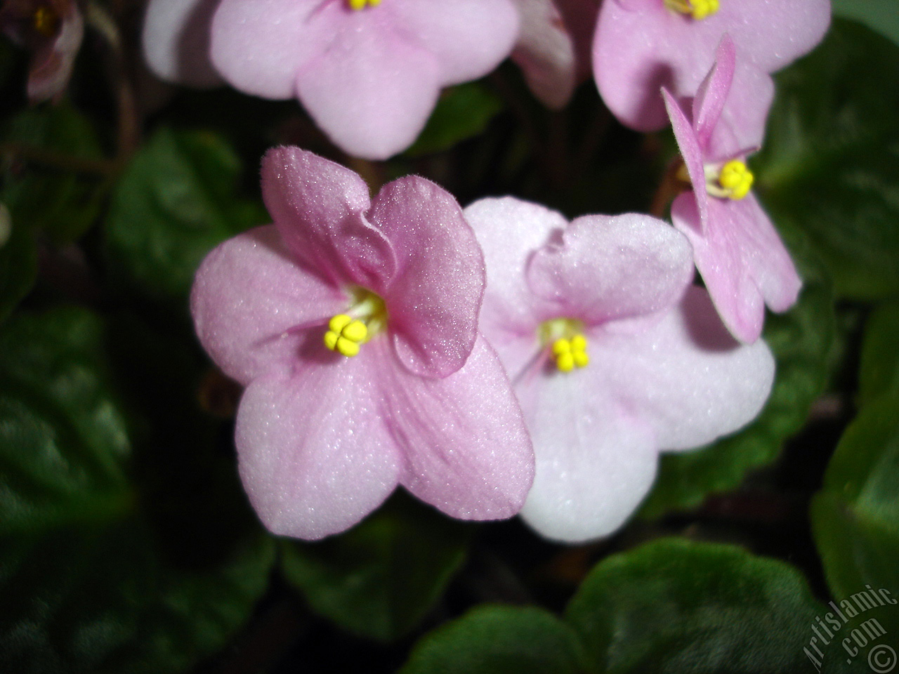 Pink color African violet.
