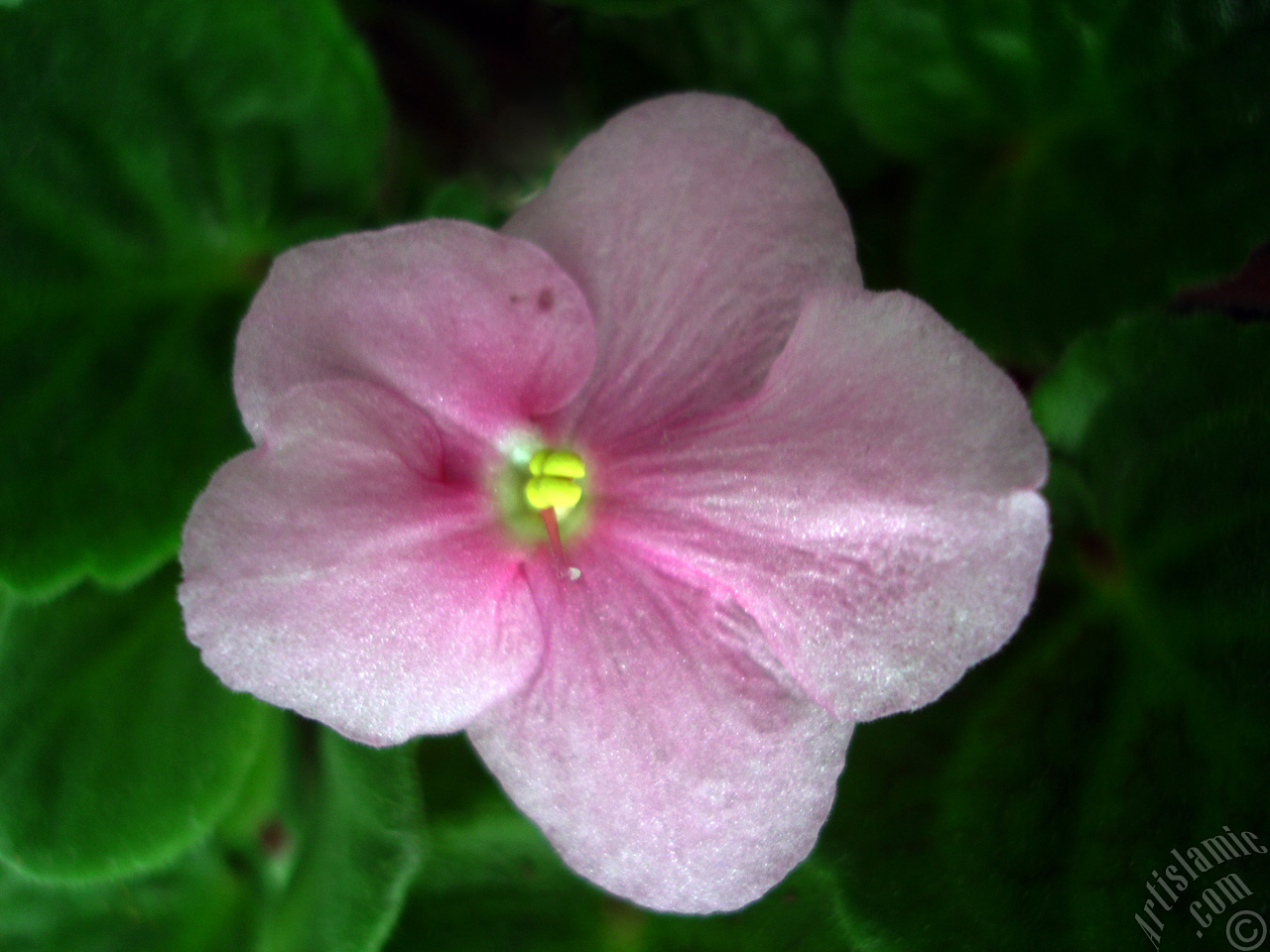 Pink color African violet.
