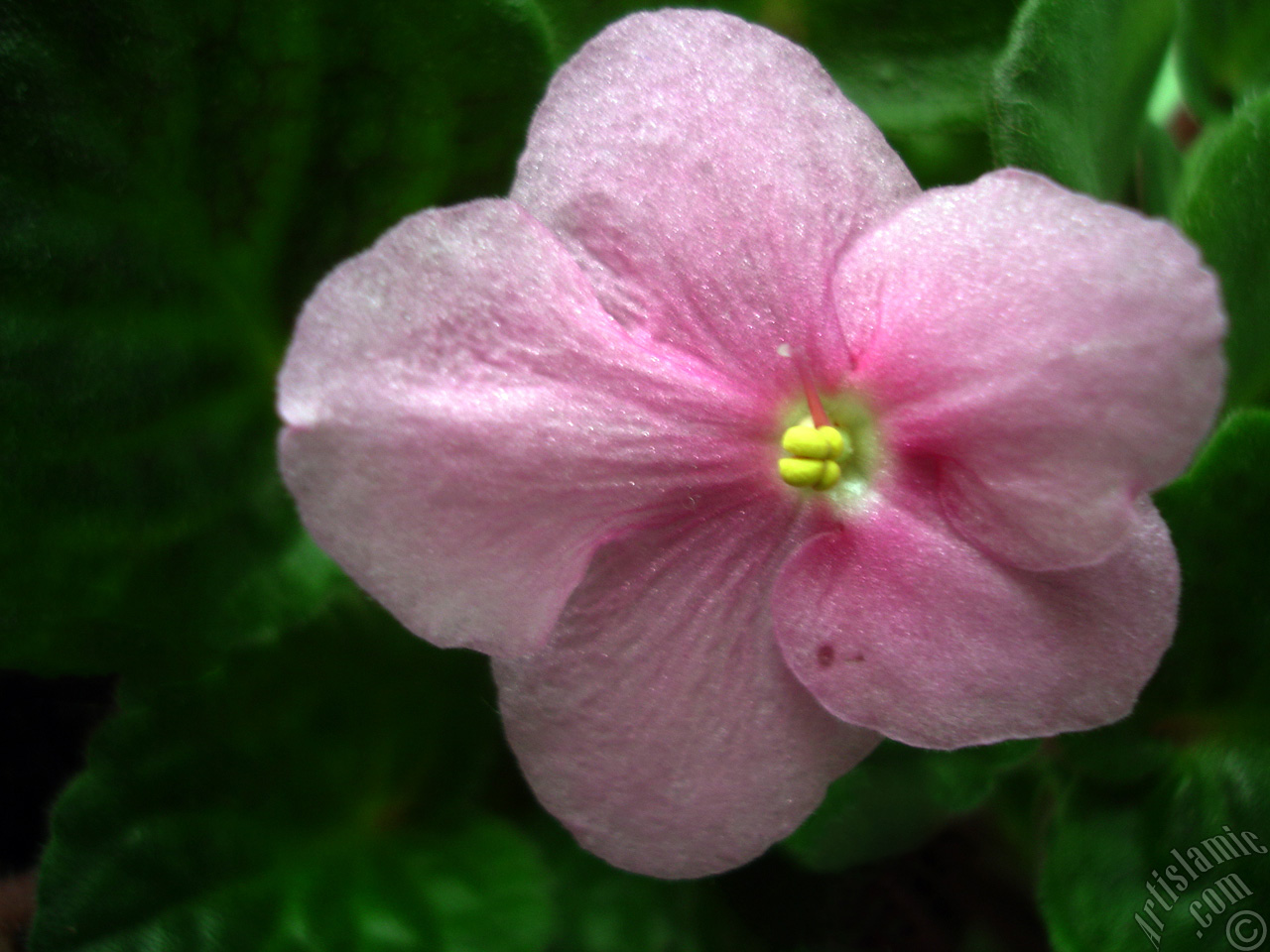 Pink color African violet.
