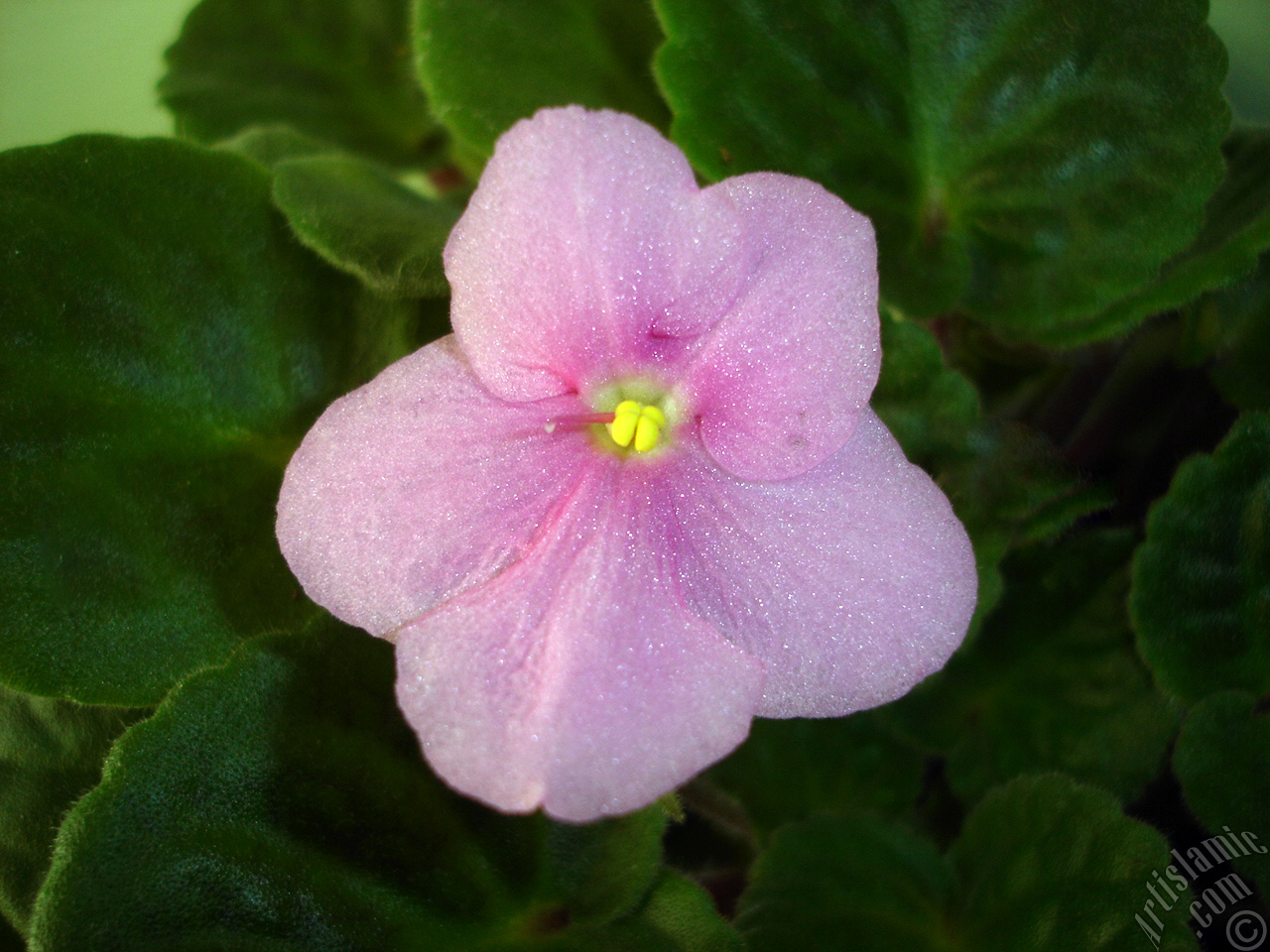 Pink color African violet.
