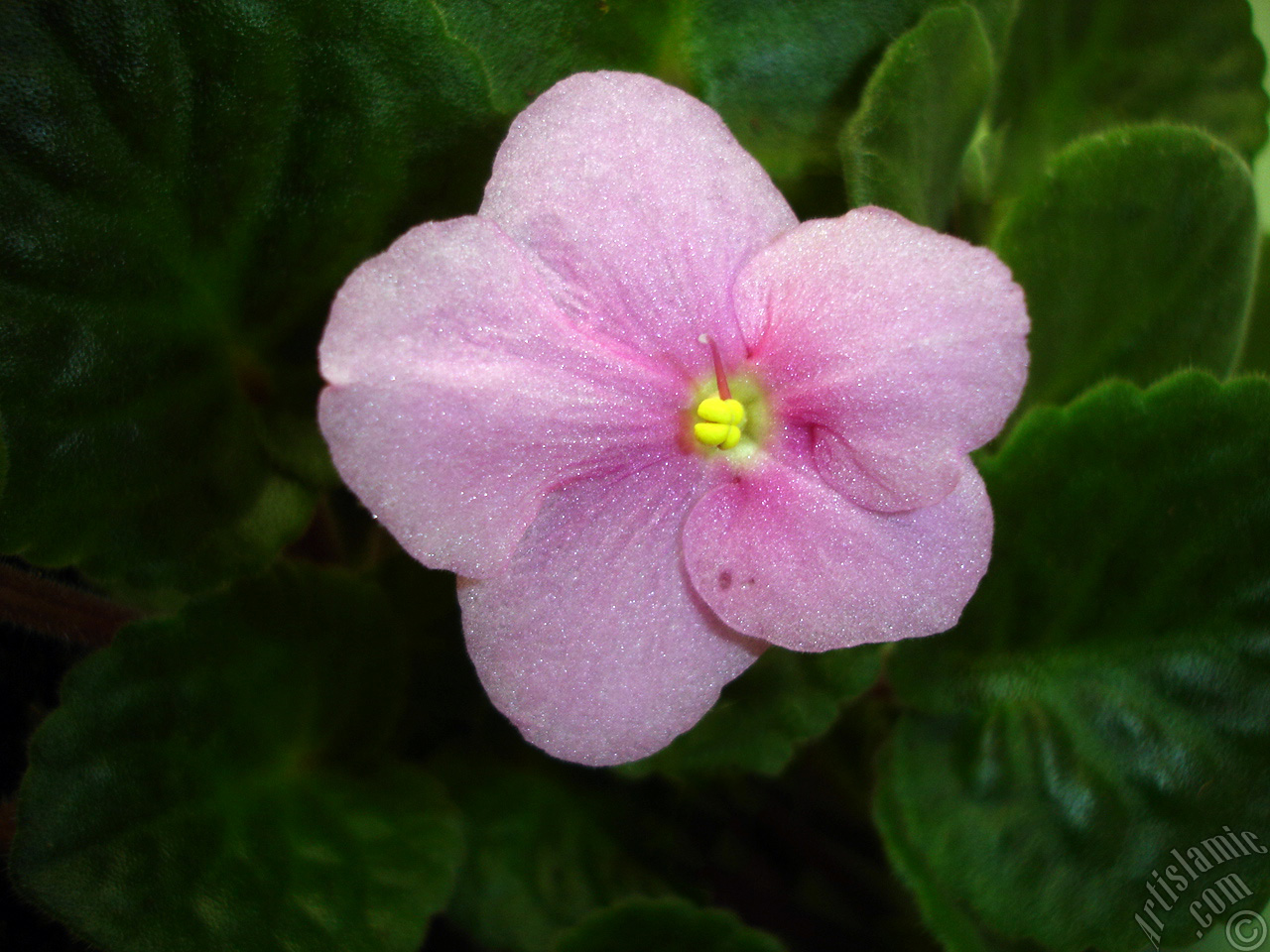 Pink color African violet.
