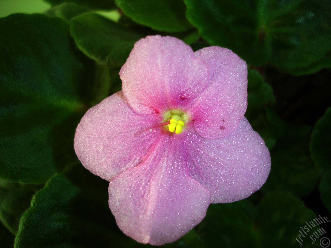 Pink color African violet.
