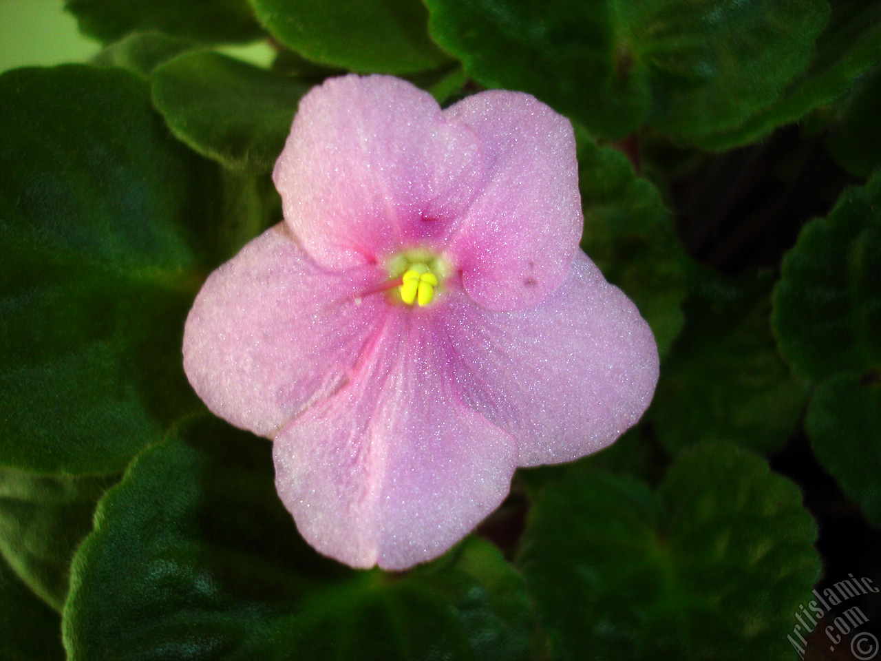 Pink color African violet.
