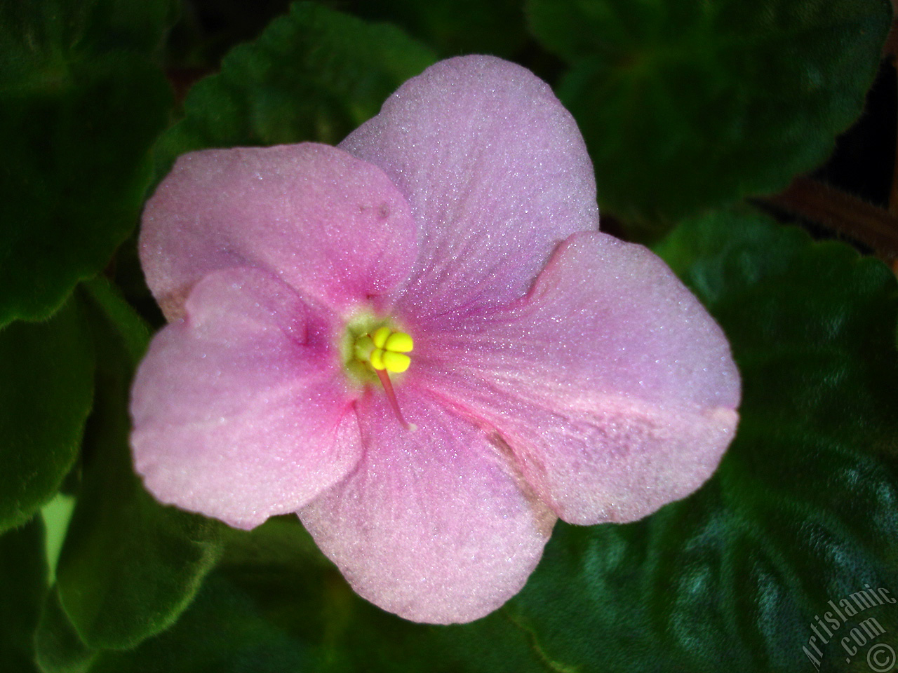 Pink color African violet.
