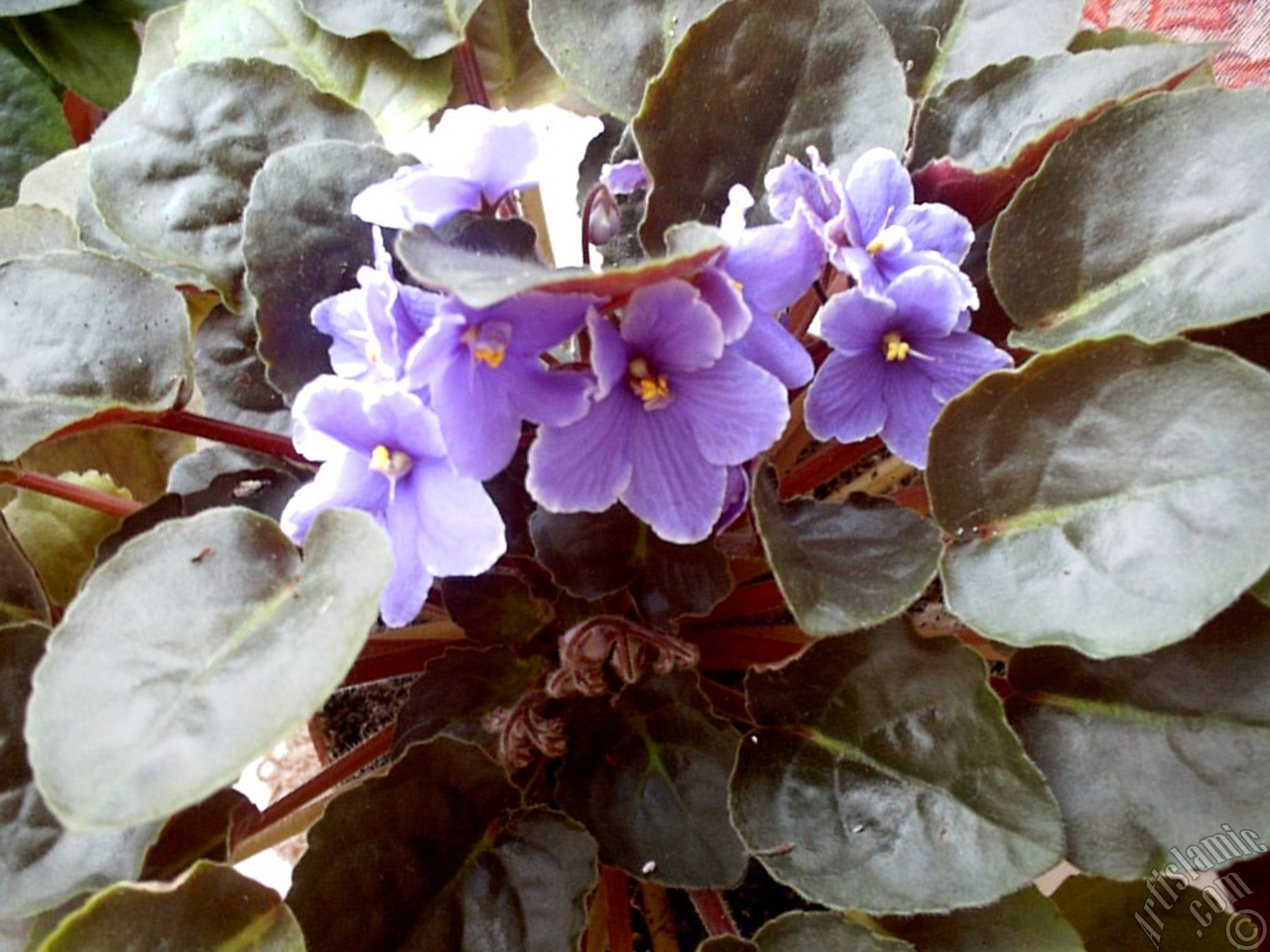 Purple color African violet.
