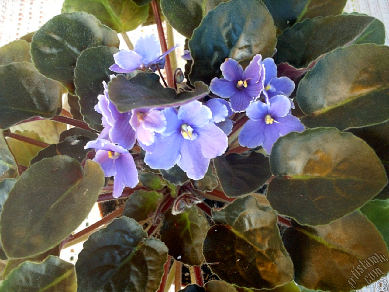 Purple color African violet.
