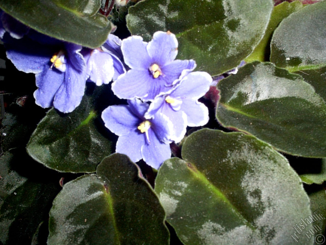 Purple color African violet.
