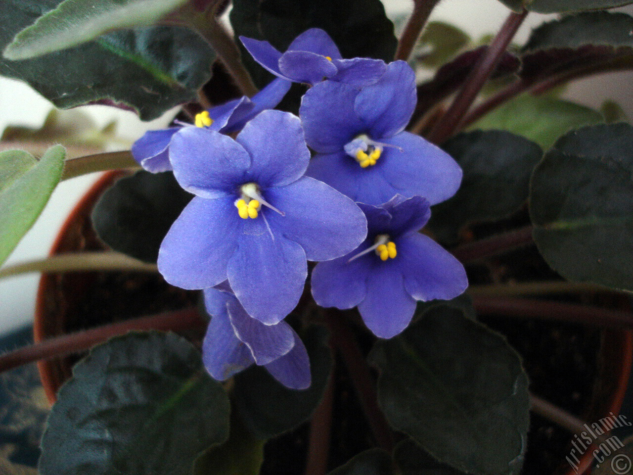 Purple color African violet.
