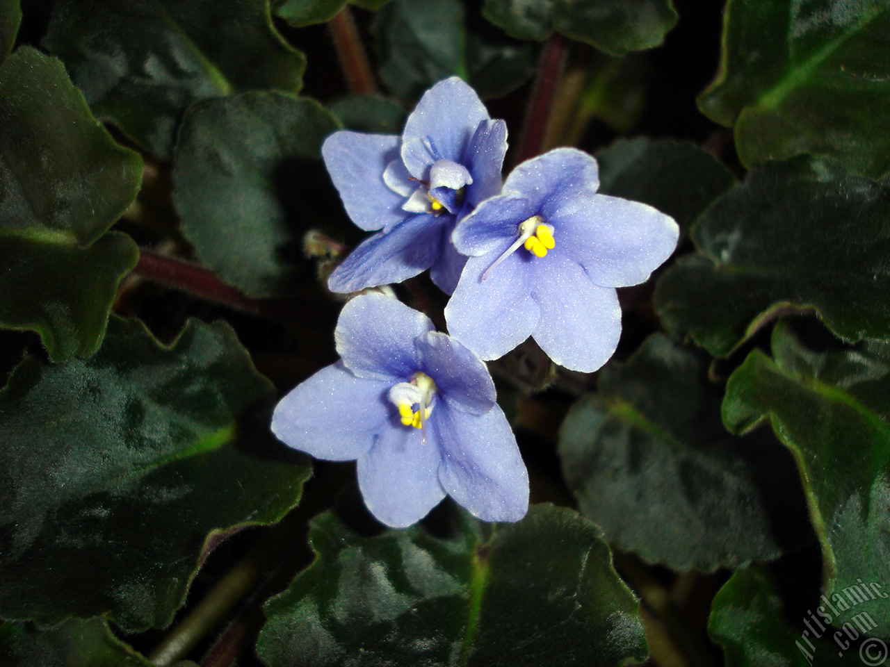 Purple color African violet.
