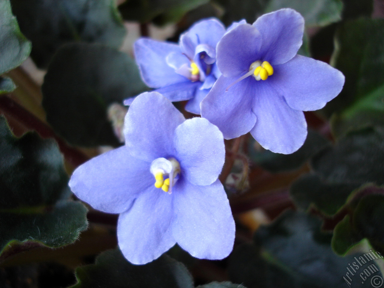 Purple color African violet.
