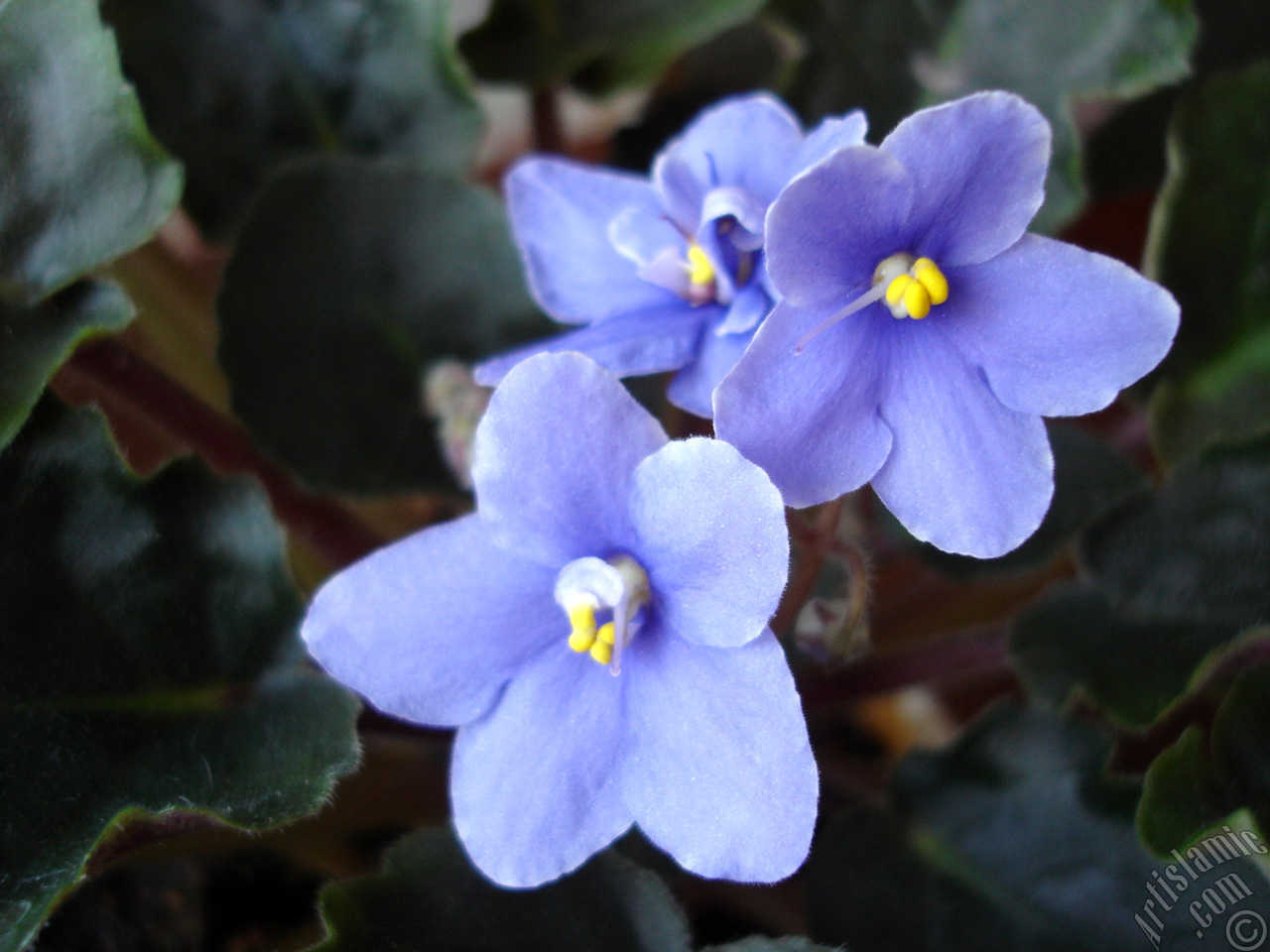 Purple color African violet.
