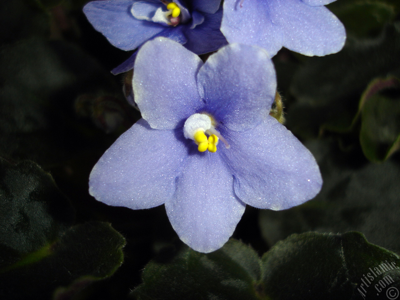 Purple color African violet.
