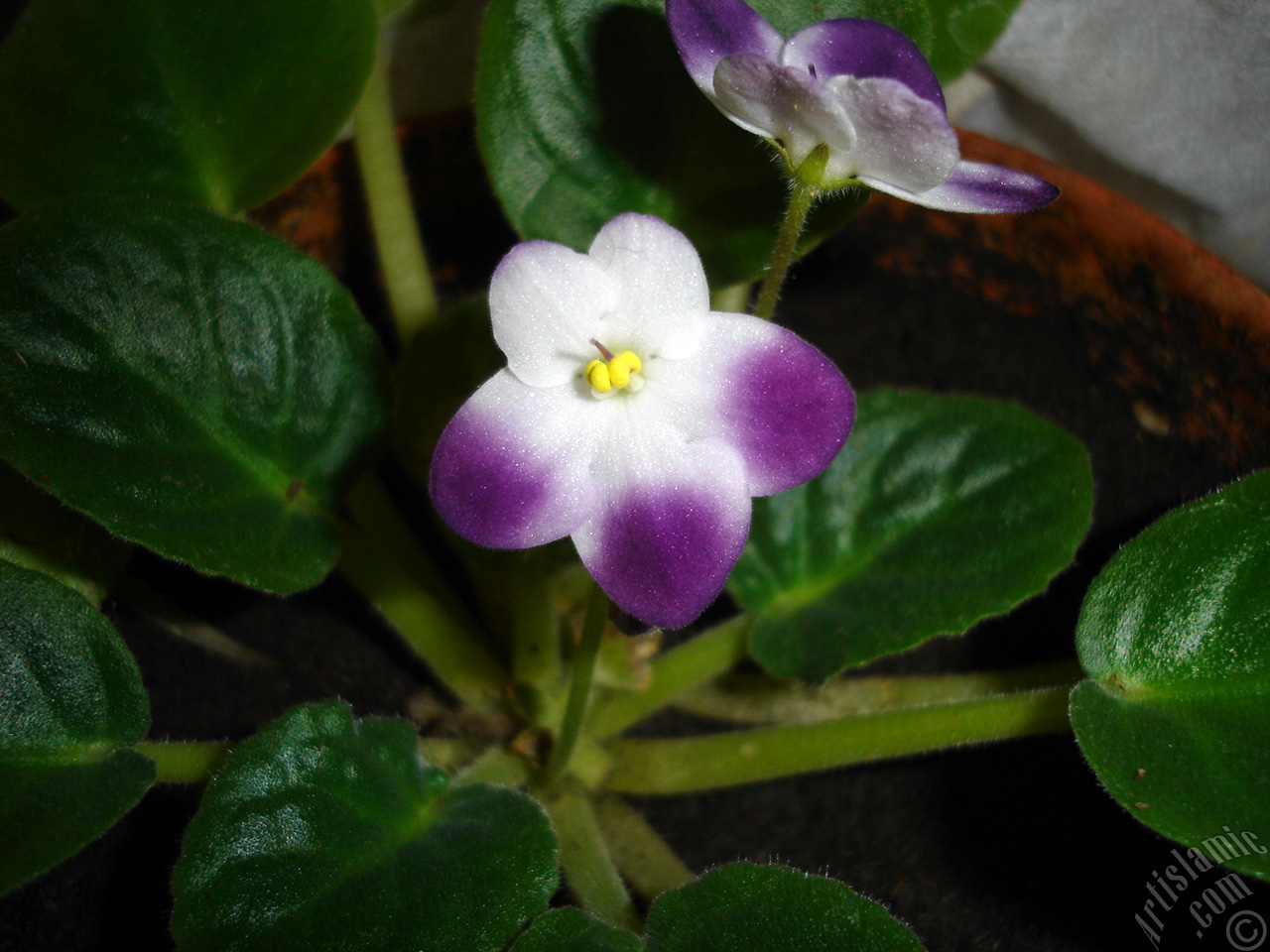 Purple and white color African violet.

