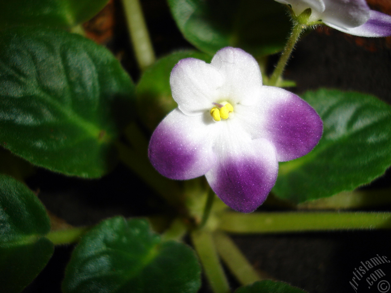 Purple and white color African violet.

