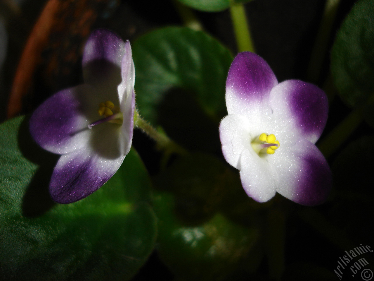 Purple and white color African violet.
