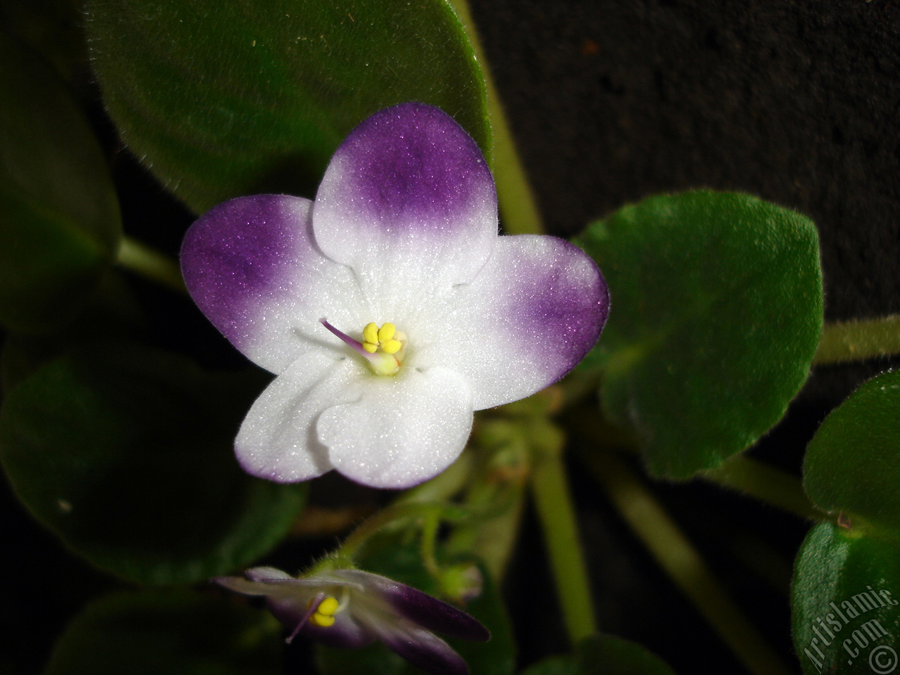 Purple and white color African violet.

