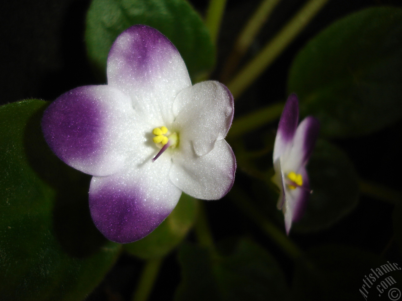 Purple and white color African violet.
