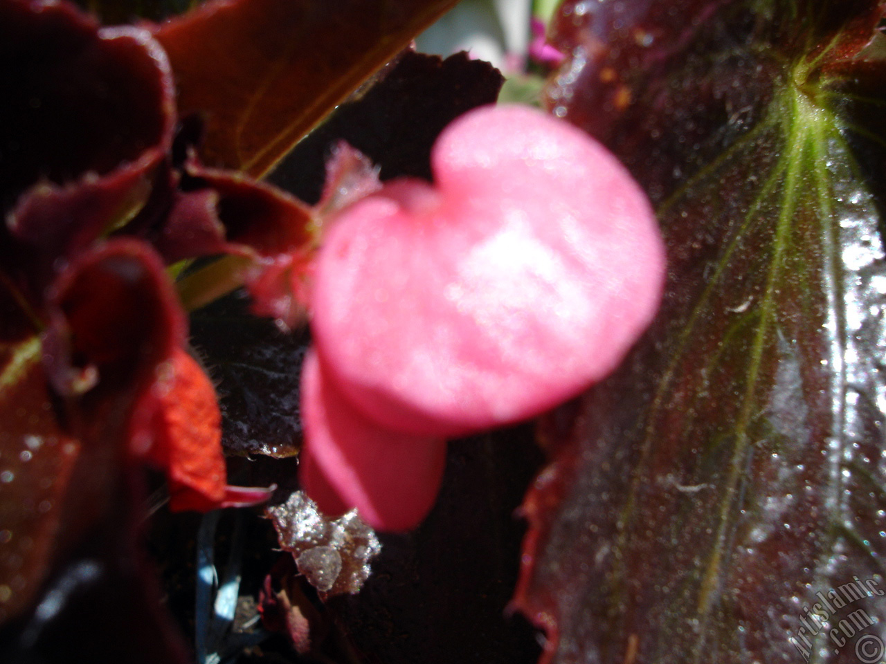 Wax Begonia -Bedding Begonia- with pink flowers and brown leaves.
