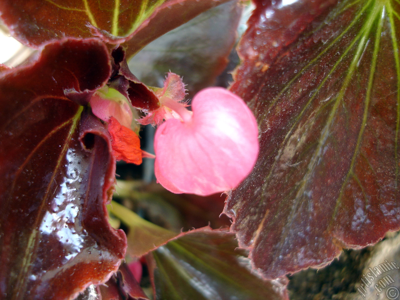 Wax Begonia -Bedding Begonia- with pink flowers and brown leaves.
