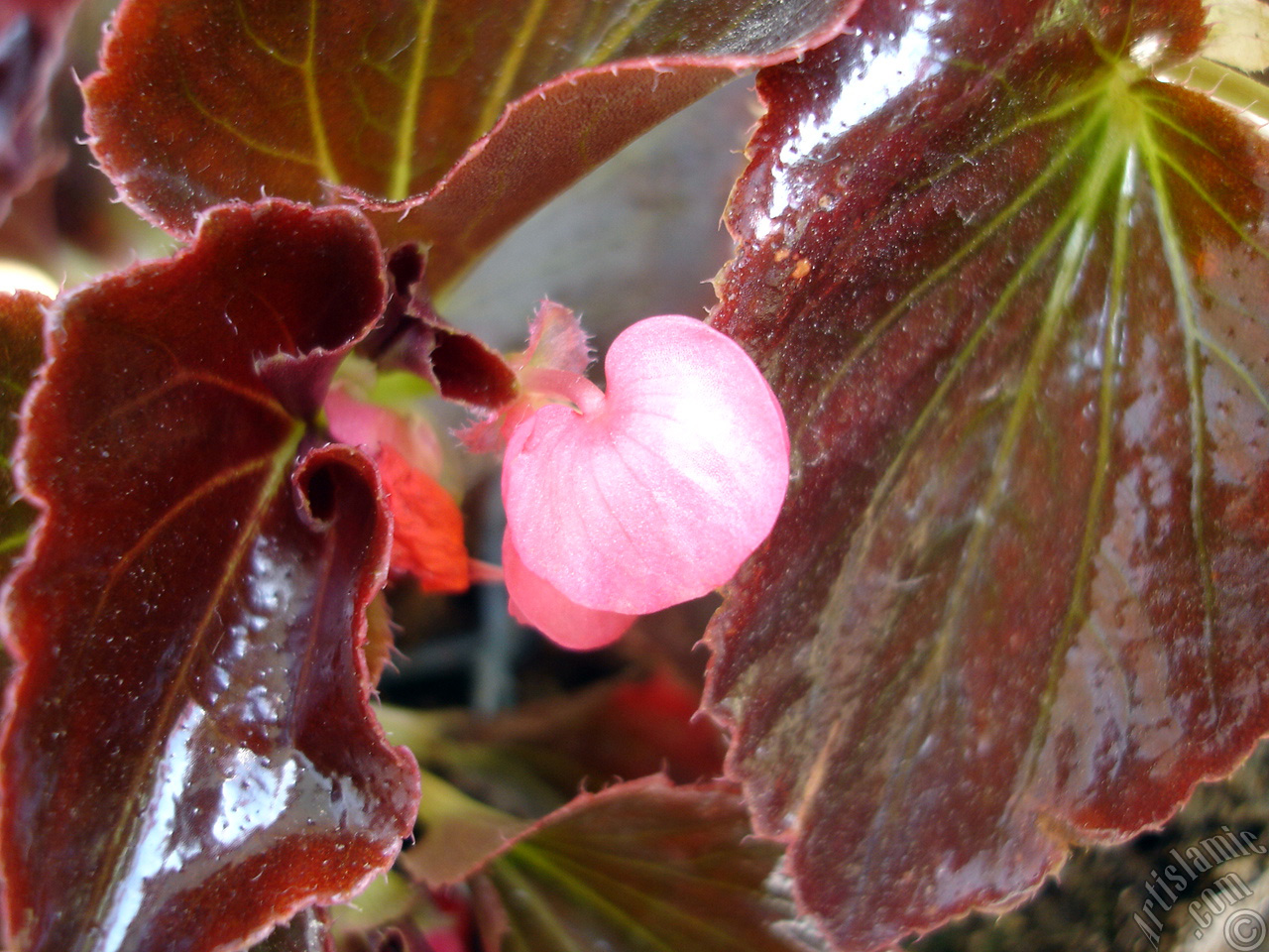 Wax Begonia -Bedding Begonia- with pink flowers and brown leaves.
