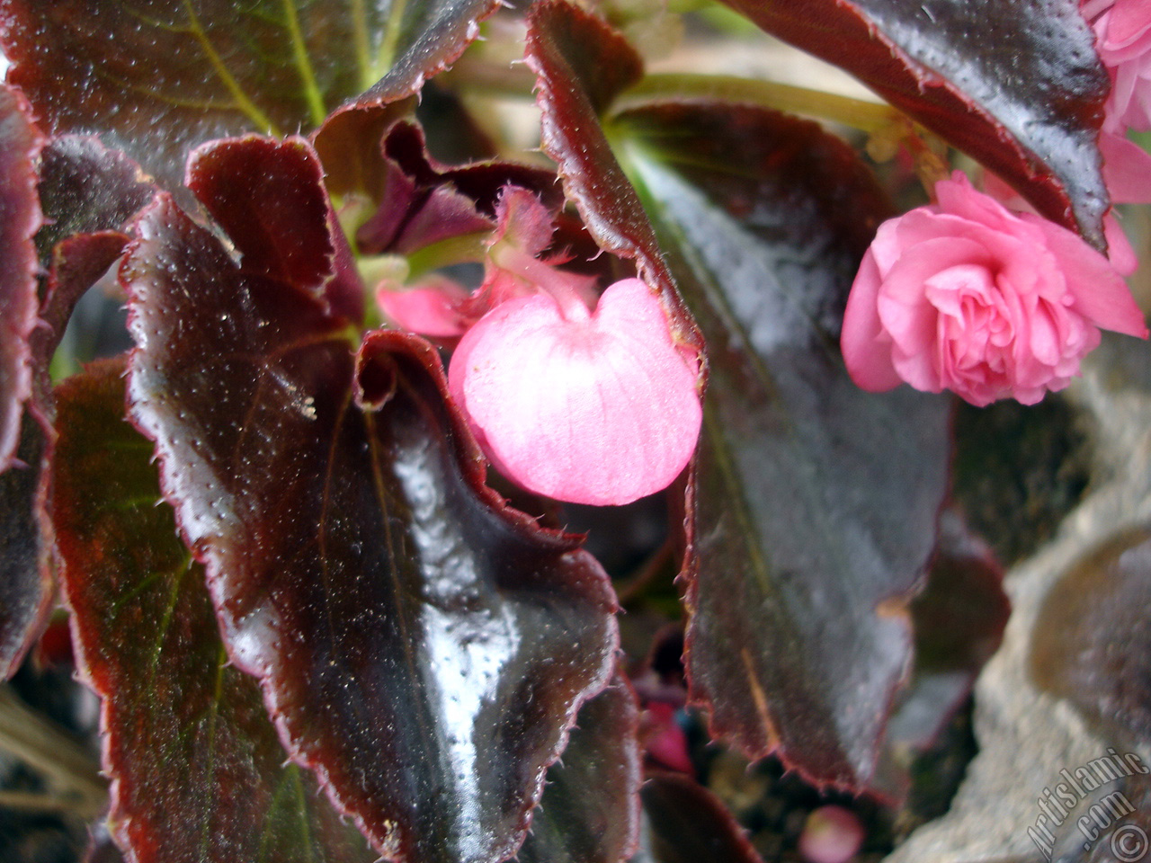 Wax Begonia -Bedding Begonia- with pink flowers and brown leaves.
