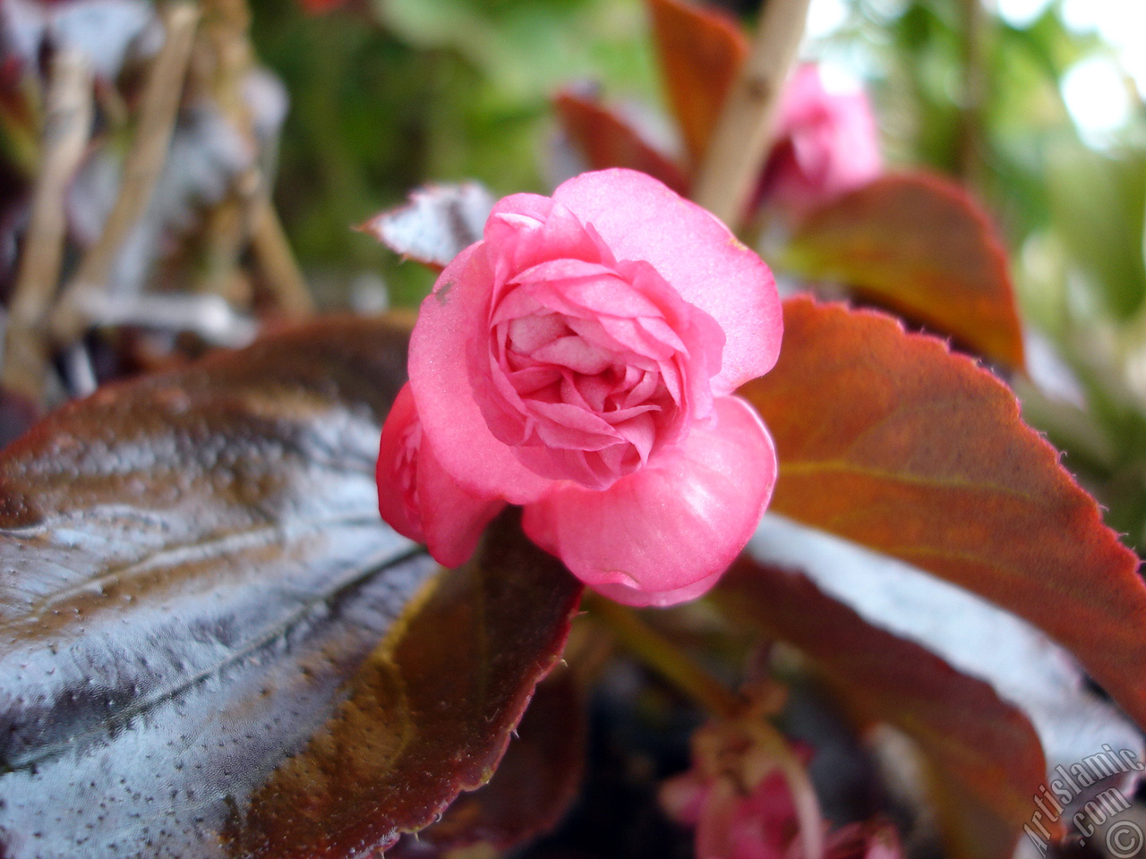 Wax Begonia -Bedding Begonia- with pink flowers and brown leaves.

