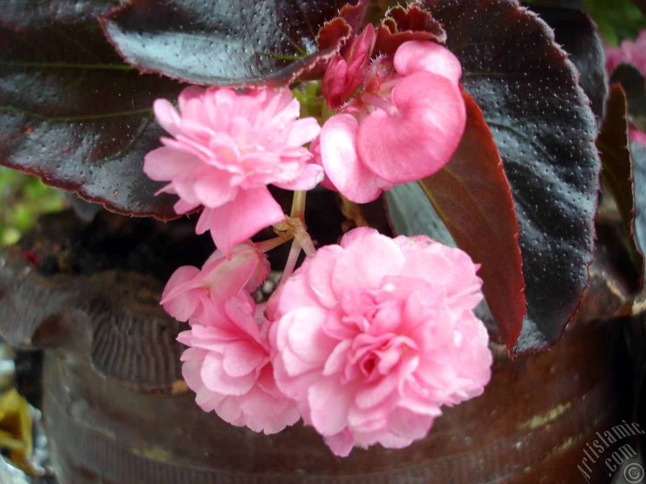 Wax Begonia -Bedding Begonia- with pink flowers and brown leaves.
