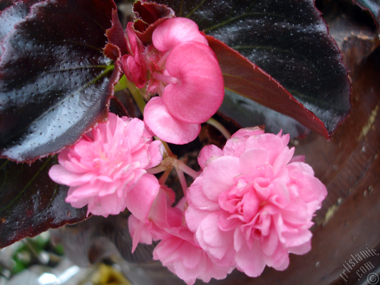 Wax Begonia -Bedding Begonia- with pink flowers and brown leaves.
